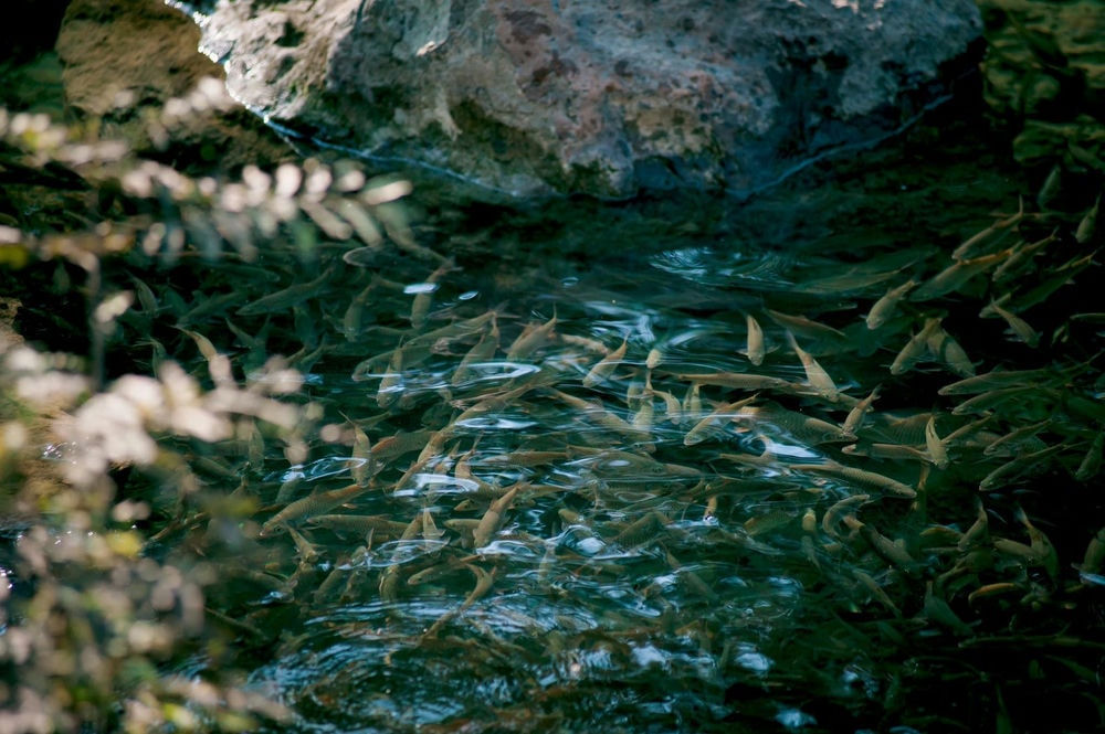 (V) Hệ thống cảnh quan đặc trưng