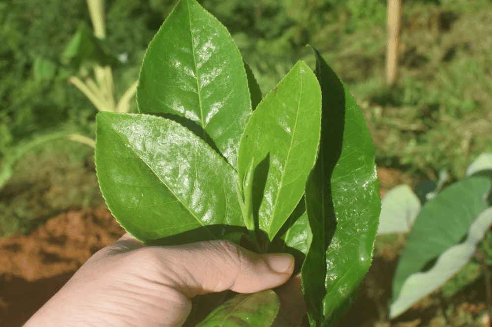 WIT Tour: Trải Nghiệm Thiên Nhiên Tây Bắc Ở Thung Lũng Bướt