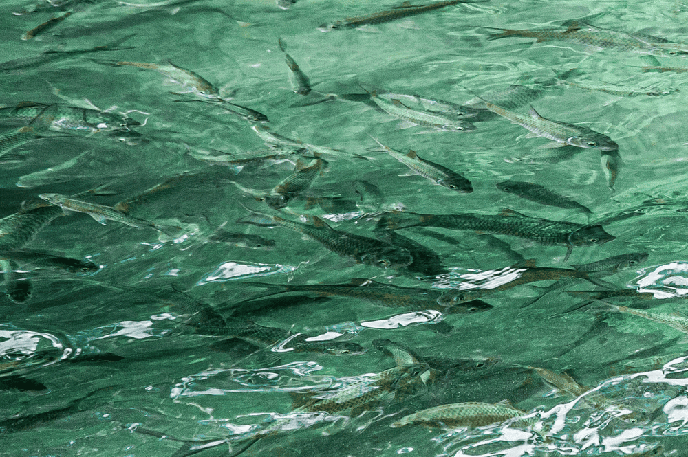 Thung Lũng Bướt Mùa Xuân: Khám Phá Thiên Nhiên Mùa Xuân Tây Bắc Thung Lũng Bướt Mùa Xuân: Khám Phá Thiên Nhiên Mùa Xuân Tây Bắc