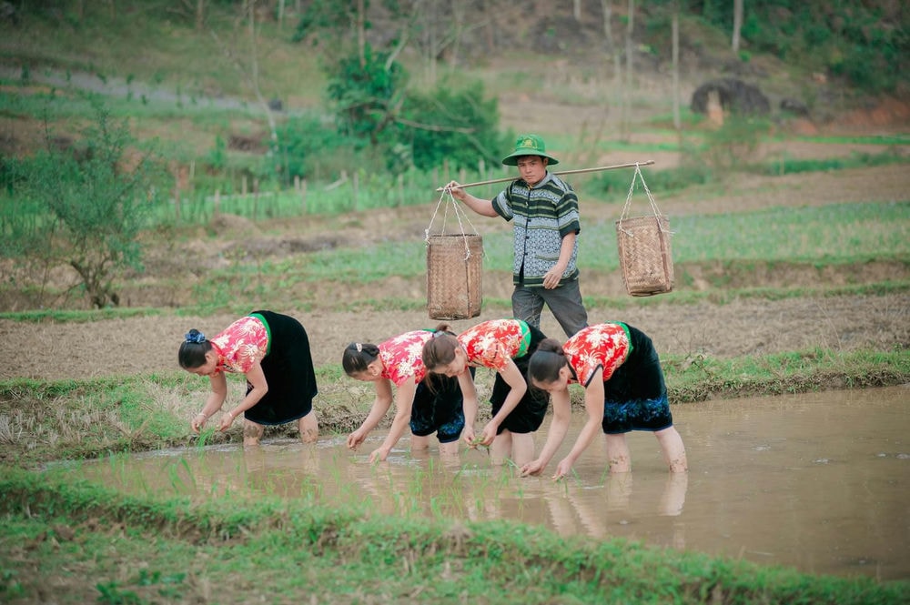 (III) Hệ thống tri thức bản địa trong canh tác nông nghiệp được khôi phục và lưu giữ