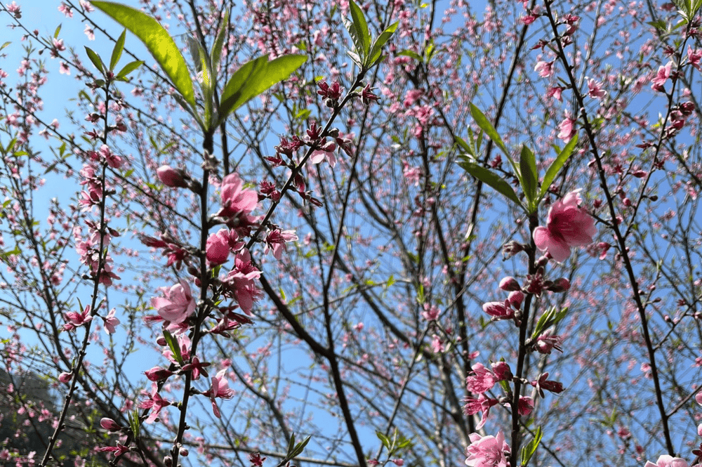 Thung Lũng Bướt Mùa Xuân: Khám Phá Thiên Nhiên Mùa Xuân Tây Bắc Thung Lũng Bướt Mùa Xuân: Khám Phá Thiên Nhiên Mùa Xuân Tây Bắc