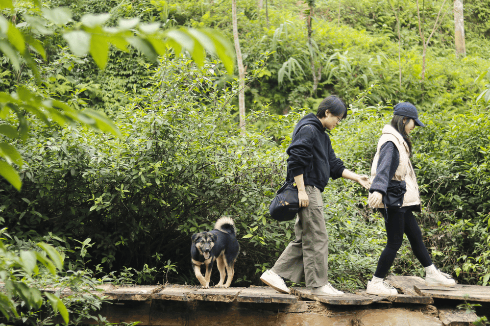 Thung Lũng Bướt Mùa Xuân: Khám Phá Thiên Nhiên Mùa Xuân Tây Bắc Thung Lũng Bướt Mùa Xuân: Khám Phá Thiên Nhiên Mùa Xuân Tây Bắc