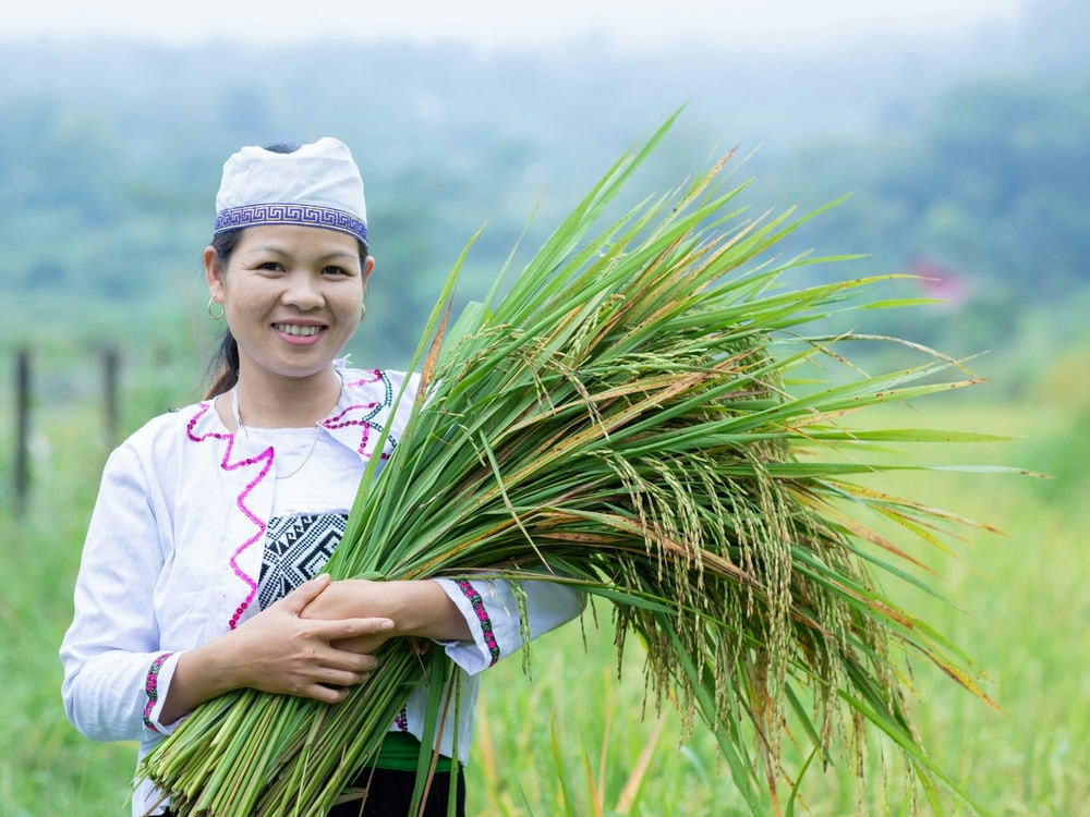 Gạo Tẻ Râu – Từ Di Sản Đến Đặc Sản