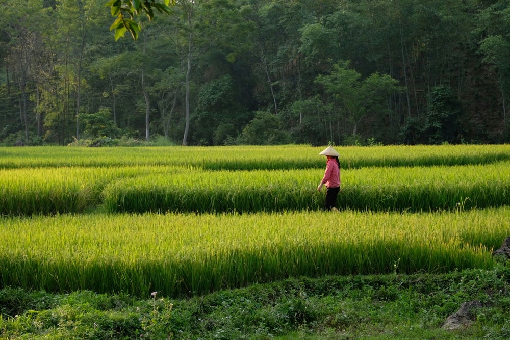(II) Đa dạng sinh học trong nông nghiệp