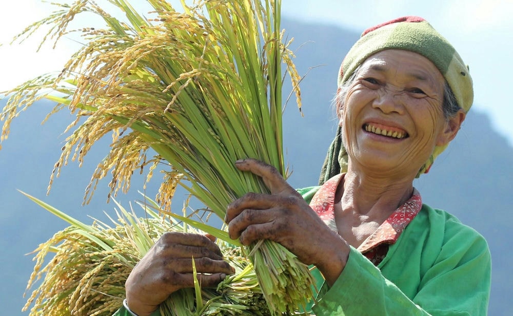 Phát Triển Nông Nghiệp Di Sản Từ Gạo Tẻ Râu