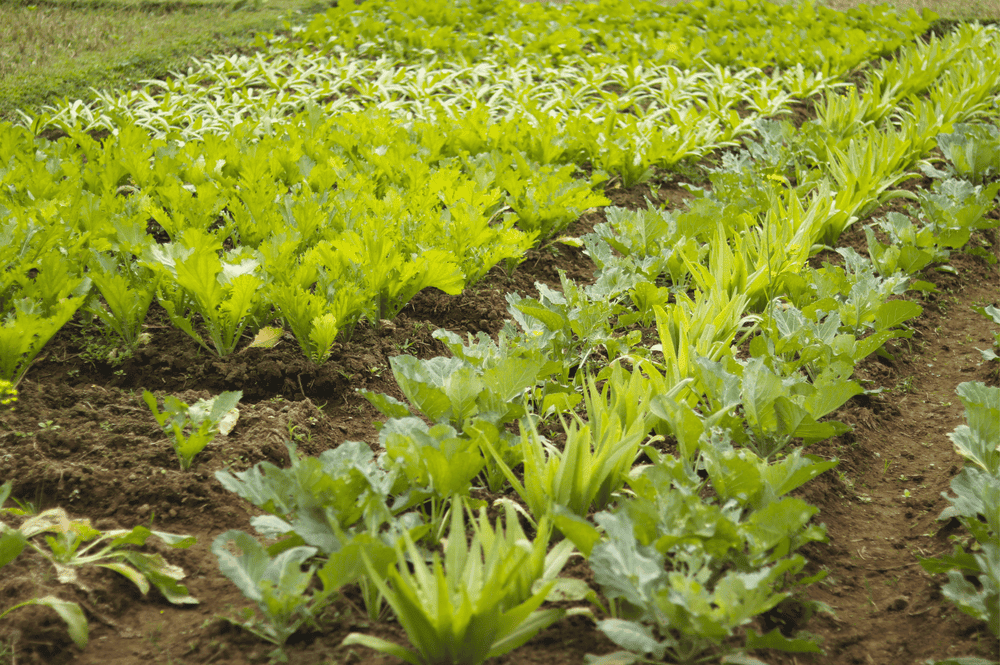 Trải Nghiệm Khám Phá Vườn Rau Sinh Thái