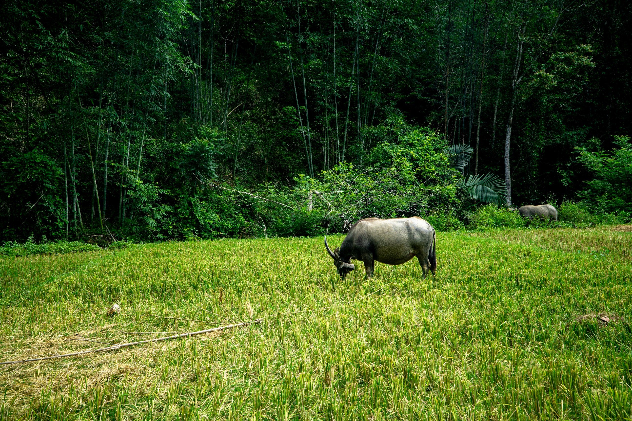 Khi đàn tôm, cá trở về bơi lội tung tăng trên các dòng suối trên bản Bướt
