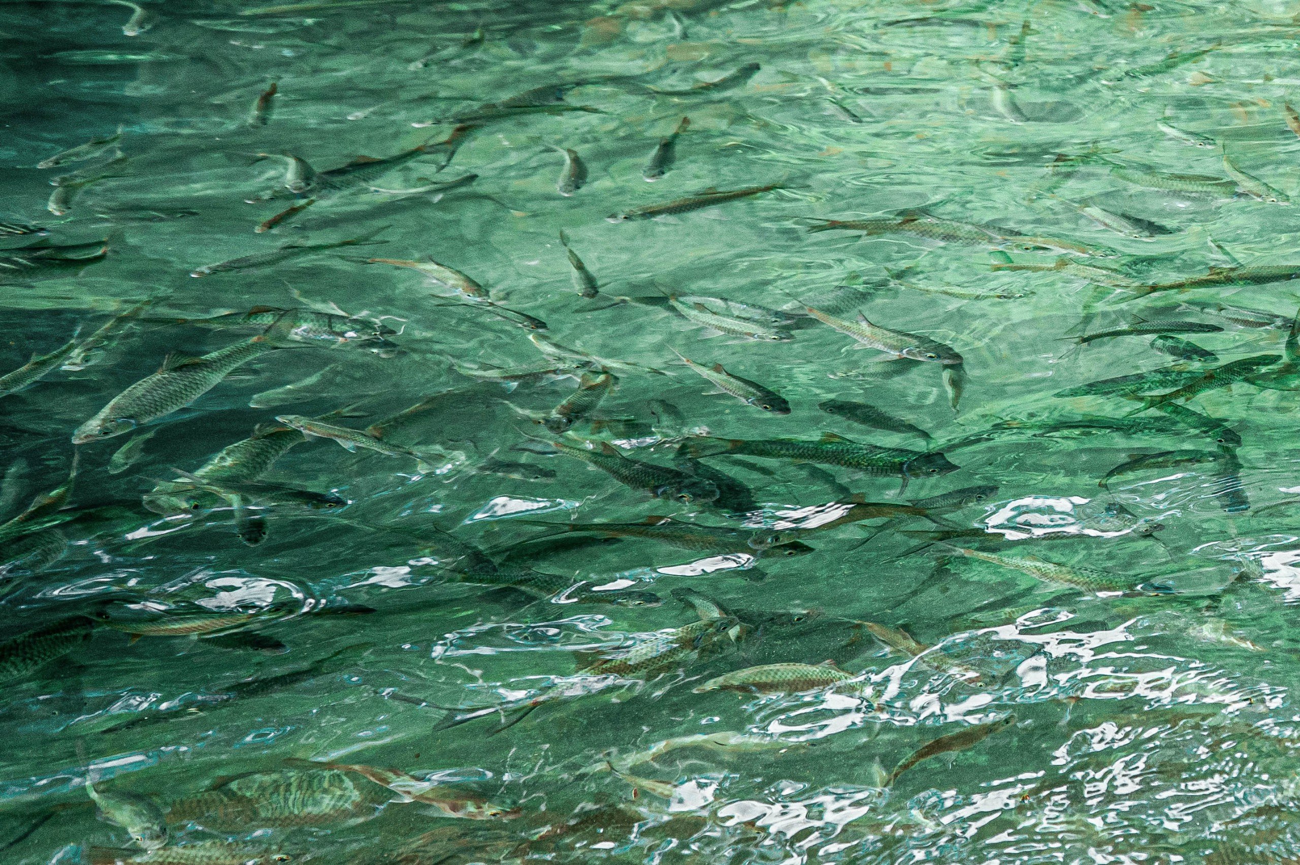 Khi đàn tôm, cá trở về bơi lội tung tăng trên các dòng suối trên bản Bướt